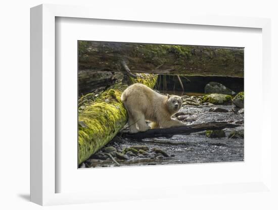 Canada, British Columbia, Inside Passage. White Spirit Bear Hunts for Fish on Riordan Creek-Jaynes Gallery-Framed Photographic Print