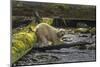 Canada, British Columbia, Inside Passage. White Spirit Bear Hunts for Fish on Riordan Creek-Jaynes Gallery-Mounted Photographic Print