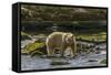 Canada, British Columbia, Inside Passage. White Spirit Bear Hunts for Fish on Riordan Creek-Jaynes Gallery-Framed Stretched Canvas