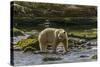 Canada, British Columbia, Inside Passage. White Spirit Bear Hunts for Fish on Riordan Creek-Jaynes Gallery-Stretched Canvas