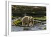 Canada, British Columbia, Inside Passage. White Spirit Bear Hunts for Fish on Riordan Creek-Jaynes Gallery-Framed Photographic Print