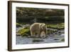 Canada, British Columbia, Inside Passage. White Spirit Bear Hunts for Fish on Riordan Creek-Jaynes Gallery-Framed Photographic Print