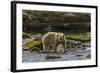 Canada, British Columbia, Inside Passage. White Spirit Bear Hunts for Fish on Riordan Creek-Jaynes Gallery-Framed Photographic Print