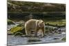 Canada, British Columbia, Inside Passage. White Spirit Bear Hunts for Fish on Riordan Creek-Jaynes Gallery-Mounted Photographic Print