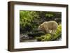 Canada, British Columbia, Inside Passage. White Spirit Bear Hunts for Fish on Riordan Creek-Jaynes Gallery-Framed Photographic Print