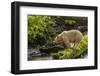 Canada, British Columbia, Inside Passage. White Spirit Bear Hunts for Fish on Riordan Creek-Jaynes Gallery-Framed Photographic Print