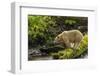 Canada, British Columbia, Inside Passage. White Spirit Bear Hunts for Fish on Riordan Creek-Jaynes Gallery-Framed Photographic Print