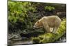 Canada, British Columbia, Inside Passage. White Spirit Bear Hunts for Fish on Riordan Creek-Jaynes Gallery-Mounted Photographic Print