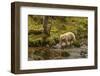 Canada, British Columbia, Inside Passage. White Spirit Bear Hunts for Fish on Riordan Creek-Jaynes Gallery-Framed Photographic Print