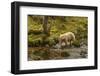 Canada, British Columbia, Inside Passage. White Spirit Bear Hunts for Fish on Riordan Creek-Jaynes Gallery-Framed Photographic Print