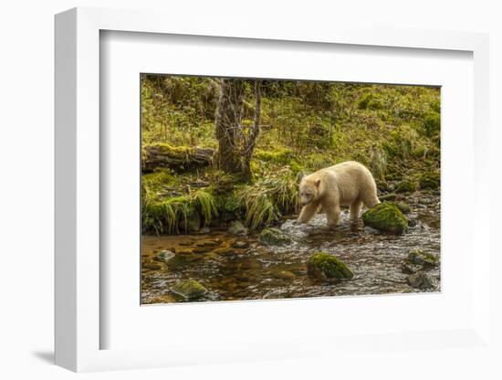 Canada, British Columbia, Inside Passage. White Spirit Bear Hunts for Fish on Riordan Creek-Jaynes Gallery-Framed Photographic Print