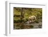 Canada, British Columbia, Inside Passage. White Spirit Bear Hunts for Fish on Riordan Creek-Jaynes Gallery-Framed Photographic Print