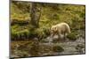 Canada, British Columbia, Inside Passage. White Spirit Bear Hunts for Fish on Riordan Creek-Jaynes Gallery-Mounted Photographic Print