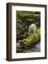 Canada, British Columbia, Inside Passage. White Spirit Bear Hunts for Fish on Riordan Creek-Jaynes Gallery-Framed Photographic Print