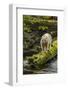 Canada, British Columbia, Inside Passage. White Spirit Bear Hunts for Fish on Riordan Creek-Jaynes Gallery-Framed Photographic Print