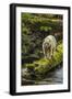 Canada, British Columbia, Inside Passage. White Spirit Bear Hunts for Fish on Riordan Creek-Jaynes Gallery-Framed Photographic Print