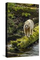 Canada, British Columbia, Inside Passage. White Spirit Bear Hunts for Fish on Riordan Creek-Jaynes Gallery-Stretched Canvas