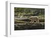 Canada, British Columbia, Inside Passage. White Spirit Bear Hunts for Fish on Riordan Creek-Jaynes Gallery-Framed Photographic Print