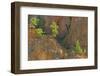 Canada, British Columbia, Kootenay National Park. Lodgepole pines on Sinclair Canyon cliff.-Jaynes Gallery-Framed Photographic Print