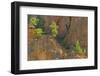 Canada, British Columbia, Kootenay National Park. Lodgepole pines on Sinclair Canyon cliff.-Jaynes Gallery-Framed Photographic Print