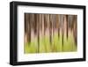 Canada, British Columbia. Motion Blur of Grass and Trees-Don Paulson-Framed Photographic Print