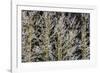 Canada, British Columbia, Mt. Robson Park. Hoarfrost on Aspen Trees-Jaynes Gallery-Framed Photographic Print