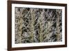 Canada, British Columbia, Mt. Robson Park. Hoarfrost on Aspen Trees-Jaynes Gallery-Framed Photographic Print