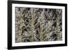 Canada, British Columbia, Mt. Robson Park. Hoarfrost on Aspen Trees-Jaynes Gallery-Framed Photographic Print
