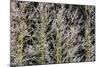 Canada, British Columbia, Mt. Robson Park. Hoarfrost on Aspen Trees-Jaynes Gallery-Mounted Photographic Print