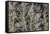 Canada, British Columbia, Mt. Robson Park. Hoarfrost on Aspen Trees-Jaynes Gallery-Framed Stretched Canvas