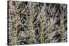Canada, British Columbia, Mt. Robson Park. Hoarfrost on Aspen Trees-Jaynes Gallery-Stretched Canvas