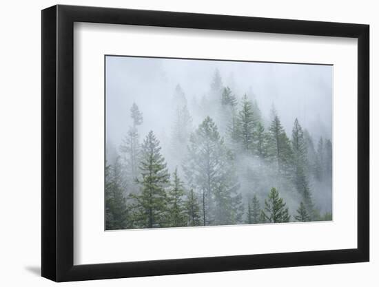 Canada, British Columbia, Nancy Green Provincial Park. Mountain forest in fog and rain.-Jaynes Gallery-Framed Photographic Print