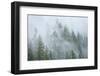 Canada, British Columbia, Nancy Green Provincial Park. Mountain forest in fog and rain.-Jaynes Gallery-Framed Photographic Print