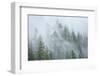 Canada, British Columbia, Nancy Green Provincial Park. Mountain forest in fog and rain.-Jaynes Gallery-Framed Photographic Print