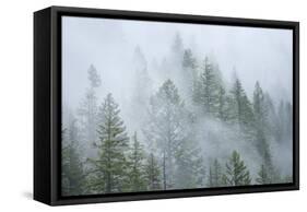 Canada, British Columbia, Nancy Green Provincial Park. Mountain forest in fog and rain.-Jaynes Gallery-Framed Stretched Canvas