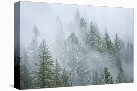 Canada, British Columbia, Nancy Green Provincial Park. Mountain forest in fog and rain.-Jaynes Gallery-Stretched Canvas