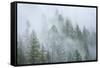 Canada, British Columbia, Nancy Green Provincial Park. Mountain forest in fog and rain.-Jaynes Gallery-Framed Stretched Canvas