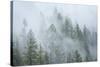 Canada, British Columbia, Nancy Green Provincial Park. Mountain forest in fog and rain.-Jaynes Gallery-Stretched Canvas