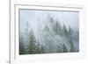 Canada, British Columbia, Nancy Green Provincial Park. Mountain forest in fog and rain.-Jaynes Gallery-Framed Photographic Print