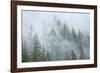 Canada, British Columbia, Nancy Green Provincial Park. Mountain forest in fog and rain.-Jaynes Gallery-Framed Photographic Print