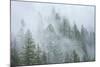 Canada, British Columbia, Nancy Green Provincial Park. Mountain forest in fog and rain.-Jaynes Gallery-Mounted Photographic Print