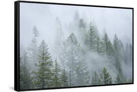 Canada, British Columbia, Nancy Green Provincial Park. Mountain forest in fog and rain.-Jaynes Gallery-Framed Stretched Canvas