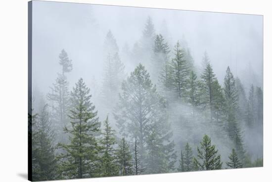 Canada, British Columbia, Nancy Green Provincial Park. Mountain forest in fog and rain.-Jaynes Gallery-Stretched Canvas