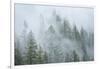 Canada, British Columbia, Nancy Green Provincial Park. Mountain forest in fog and rain.-Jaynes Gallery-Framed Photographic Print