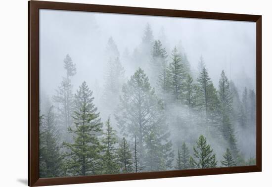 Canada, British Columbia, Nancy Green Provincial Park. Mountain forest in fog and rain.-Jaynes Gallery-Framed Photographic Print