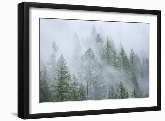 Canada, British Columbia, Nancy Green Provincial Park. Mountain forest in fog and rain.-Jaynes Gallery-Framed Photographic Print