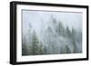 Canada, British Columbia, Nancy Green Provincial Park. Mountain forest in fog and rain.-Jaynes Gallery-Framed Photographic Print