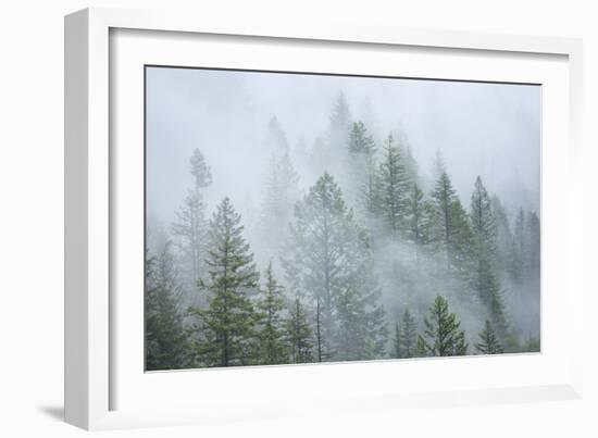 Canada, British Columbia, Nancy Green Provincial Park. Mountain forest in fog and rain.-Jaynes Gallery-Framed Photographic Print