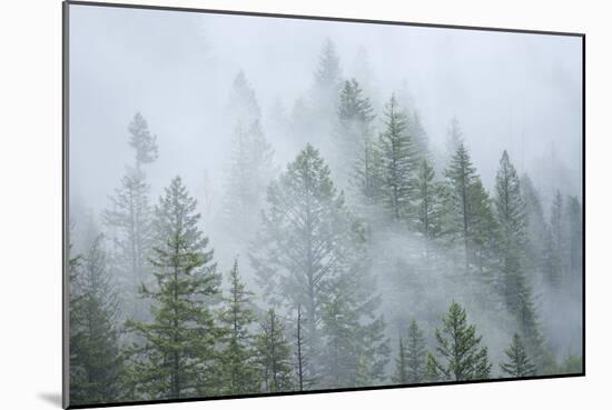 Canada, British Columbia, Nancy Green Provincial Park. Mountain forest in fog and rain.-Jaynes Gallery-Mounted Photographic Print