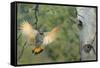 Canada, British Columbia. Northern Flicker flies to nest hole in aspen tree.-Gary Luhm-Framed Stretched Canvas